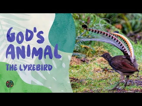 God's Animal - The Lyrebird | Preschool