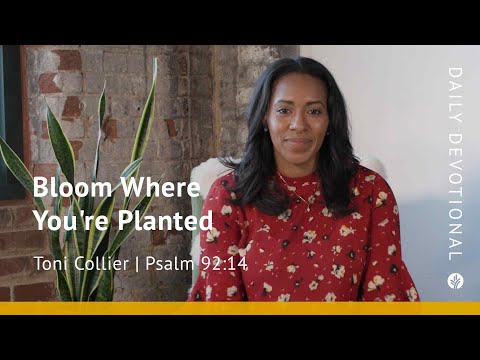 Bloom Where You’re Planted | Psalm 92:14 | Our Daily Bread Morning Video Devotional