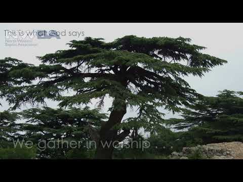 Call to worship/Reflection based on Ezekiel 17:22-24