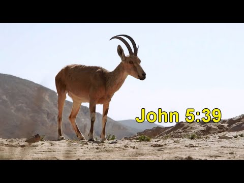John 5:39 (KJV) Scripture Song