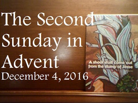 "A shoot shall come out from the stump of jesse"-Isaiah 11:1. The Second Sunday in Advent - 12/4/16