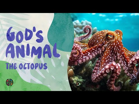 God's Animal - The Octopus | Preschool