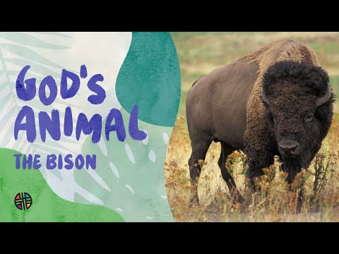 God's Animal - The Bison | Preschool