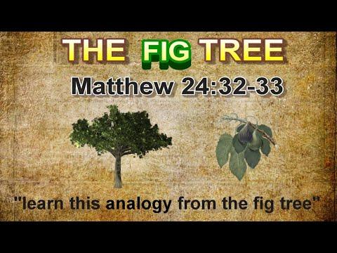 The Fig Tree Analogy --- Matthew 24:32-33