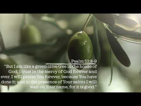 Psalm 52:8-9 Fruitful As An Olive Tree
