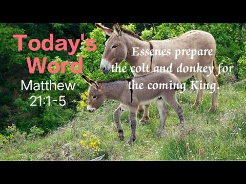 Matthew 21:1-5 How the Donkey and Colt were prepared by the Essenes.