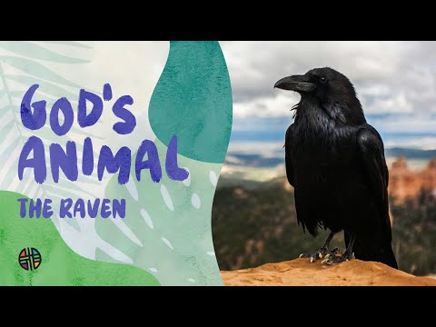 God's Animal - The Raven | Preschool