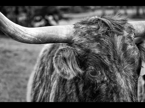 Day 31: Exodus 40:16-38; Leviticus 1-4