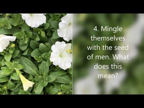 They Shall Not Cleave One To Another. Bible Study 13 Daniel 2:42,43