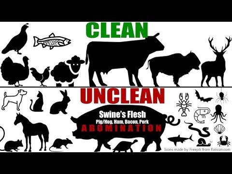 Unclean animal, fish, birds and insects - Leviticus 11:1-23