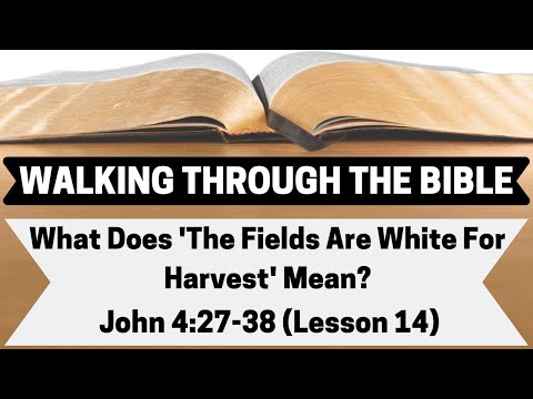 What Does 'The Fields Are White For Harvest' Mean? [John 4:27-38][Lesson 14][WTTB]