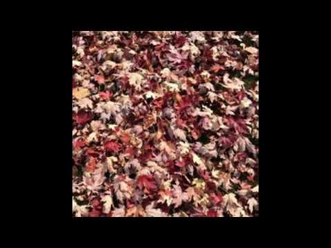 Scripture Verse By Verse (2022) Proverbs 21:18-25