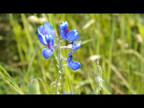 Pastor Mack A Harris Jr|Genesis 41:1-40-2014Sept12