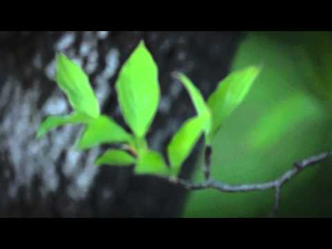 FLBC Daily Devotion Proverbs 3:34