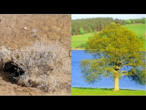 Two Kinds of People Illustrated by Two Kinds of Plants - Jeremiah 17:5-8 - Grace Baptist Church