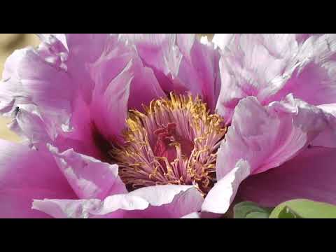 Loving and Living GOD'S WORD- [EZEKIEL. 12:25]| "Seekkiramai Varappogum KARTHAR" | 16/12/21.