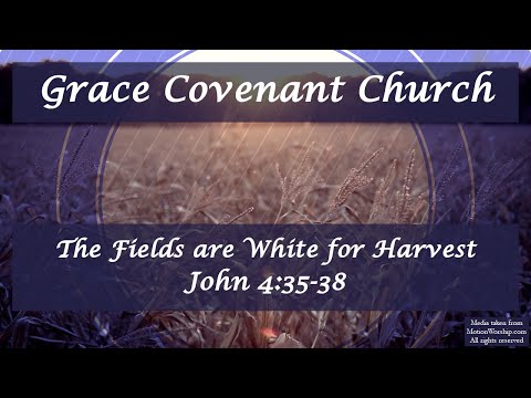The Fields are White for Harvest - John 4:35-38