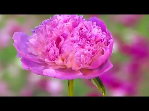 God's Blessing Word # August 16 2021 # எசேக்கியேல்/ Ezekiel 37 :26 # Pastor.Prabhakar