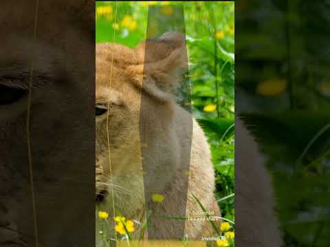 Psalm 34:8-10 Lord Jesus ❤you