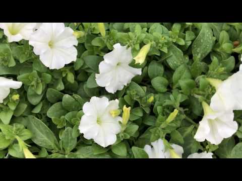 Who Shall Deliver You Out Of Mine Hand? 2 Chronicles 32:13-14 Bible Study 26