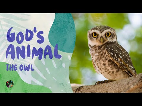God's Animal - The Owl | Preschool
