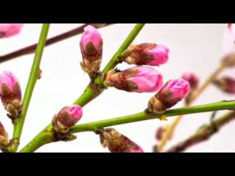 God's Word # May 18 2021 # லேவியராகமம் / Leviticus 26:11 # Pastor.Prabhakar