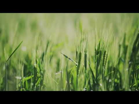 Daily Gospel Reading Video - St. Matthew 14:13-21 (English)