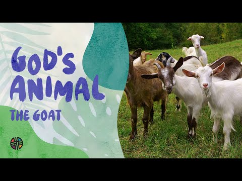 God's Animal - The Goat | Preschool