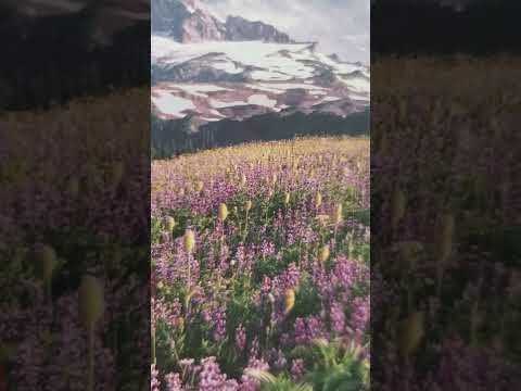 kings who reigned in Edom Genesis 36:31-43