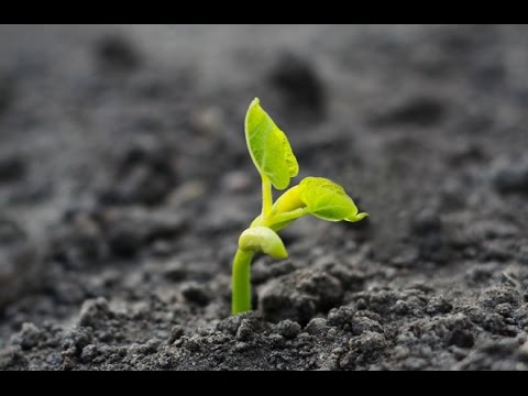 Dead Faith Versus Living Faith - Which Do You Have? - James 2:17 - Pastor Troy Dukes 2015