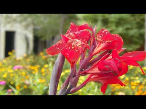 Pastor Mack A Harris Jr[John 20:30-31]Word Of God Is Written