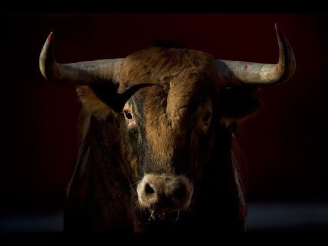 Judges 6:25-26 A 7 Year Old Bull