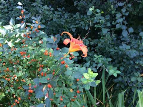 Scripture Verse By Verse (3) Isaiah 61:1-63:19