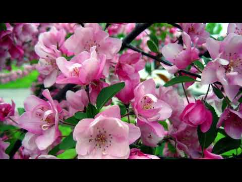 Scripture Verse By Verse (5) Isaiah 8:11-22