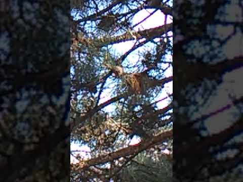 Message 4 Hebrew Cults (Ezekiel 14:4-14:10) Fast & Pray!