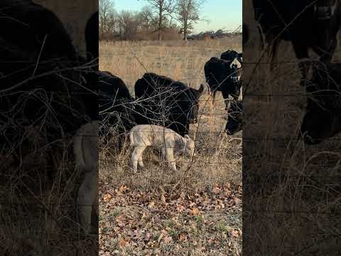 416.  Coffee Break (express) Help me Lord!!