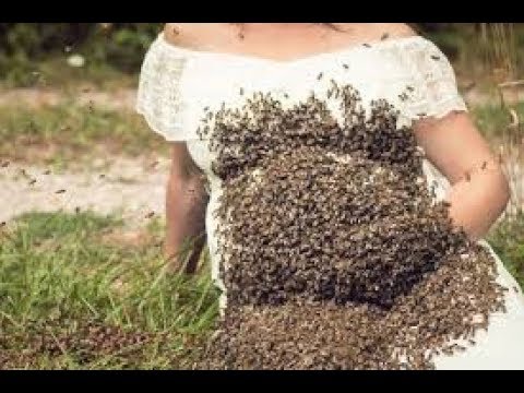 Black Dragon/ 9-23/ & Bees-  Midnight  Table 1Samuel 30:21-14:33 skip 1225