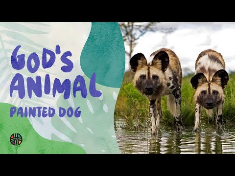 God's Animal - Painted Dog | Preschool