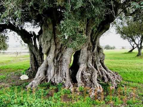 The parable of the Olive tree (Judges 9:8-15) : 15th april 2018 Pastor ronnie das