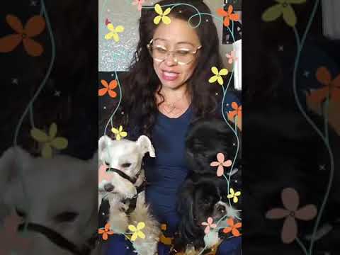 Homiletics Acts 25: 11  If I am guilty I do not refuse to die... I appeal to Ceasar!