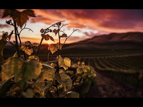 Reflections on Psalm 80:7-15