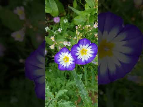 Psalm 91:14(Because you love me, I will rescue you. I will protect you because you know my name)