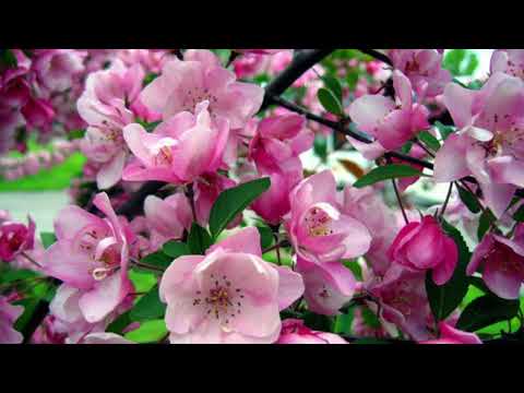 Coffee Break  (5 Minutes with God) Romans 12:4-8