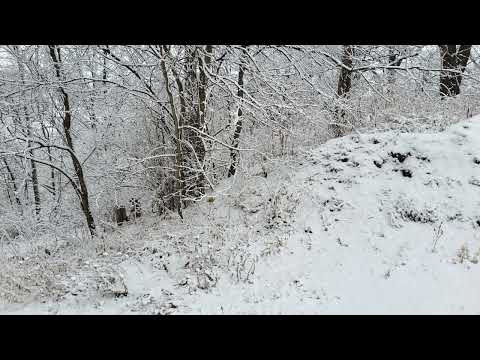 Scripture Verse By Verse  (2022) Esther 8:1-17