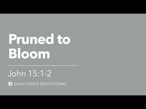 Pruned to Bloom | John 15:1–2 | Our Daily Bread Video Devotional