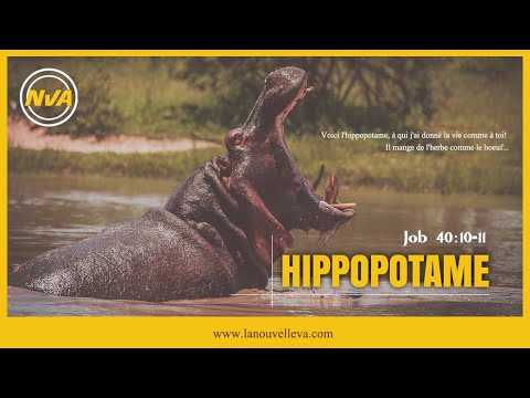 Enseignement: L'HIPPOPOTAME - SA FORCE EST DANS SES REINS | Job 40:10-11|