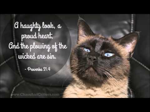 Bible Verse of the Day - Proverbs 21:4 - Daily Inspiration and Encouragement from the Bible