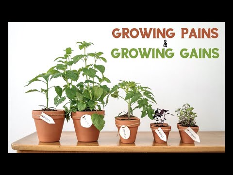 Growing in Diversity (Nehemiah 2:17-3:5 & Ephesians 4:11-16)