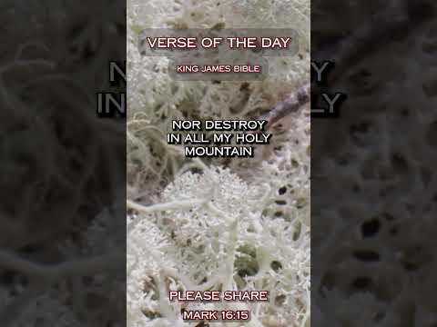 VERSE OF THE DAY - Isaiah 11:6.9 #DailyScripture #BibleVerse #ChristianShorts #ScriptureOfTheDay