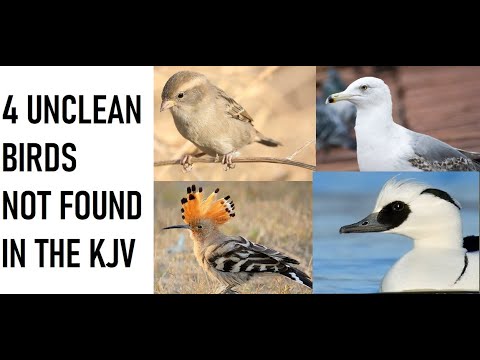 Deuteronomy 14: 4 Unclean Birds Not Found In the KJV